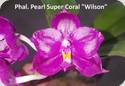 Phal. Pearl Super Coral